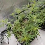 Critical Mass CBD Auto #2