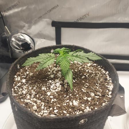 Strawberry Gorilla Auto - 3 Gallon Soil