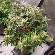 Strawberry Banana Auto