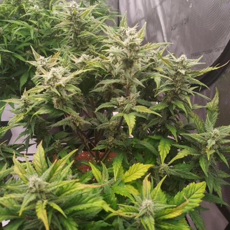 Strawberry Banana Auto