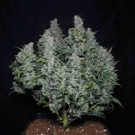 Strawberry Banana Auto