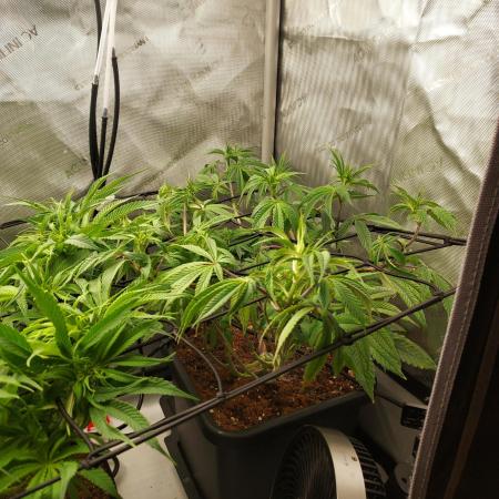 Wedding Gelato - The Bride