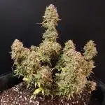 Sherbet Queen 5-Gallon