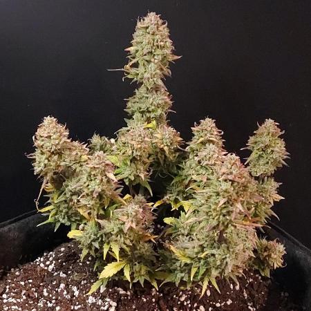 Sherbet Queen 5-Gallon
