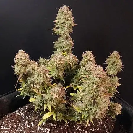 Sherbet Queen 5-Gallon