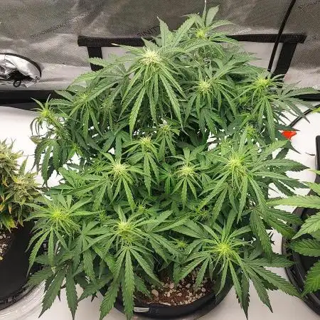 Northern Lights Auto - First Autopot Try