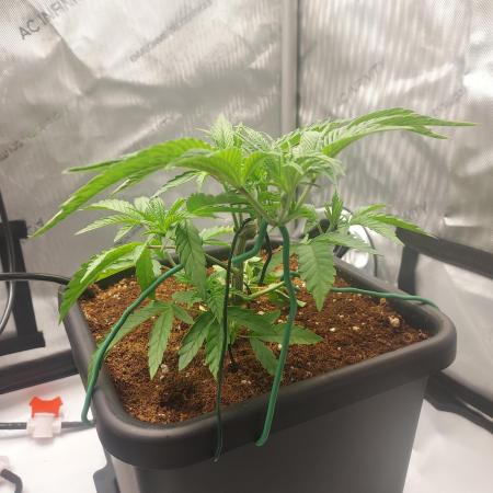 Wedding Gelato - The Bride