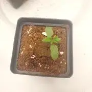 Wedding Gelato - The Bride