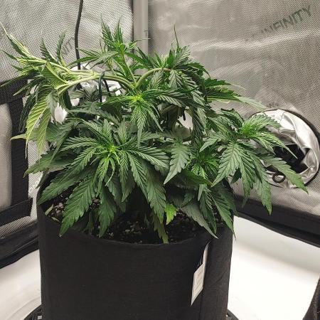 Z-Up Auto