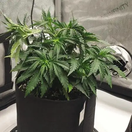Z-Up Auto