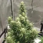 Z-Up Auto