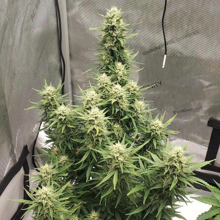 Z-Up Auto