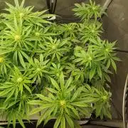 Wedding Gelato - The Bride