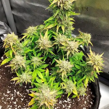 Sherbet Queen 5-Gallon