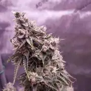 Zkittlez (#2) - Double the Rainbow