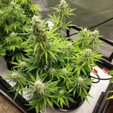 Zkittlez (#1) Auto - Taste the Rainbow