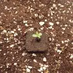 Northern Lights Auto - First Autopot Try