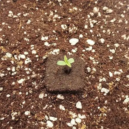 Northern Lights Auto - First Autopot Try
