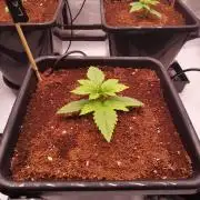 Lemon Cherry Cookies Auto