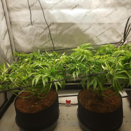 Punch Pie x 2 - Ready for a Knockout!