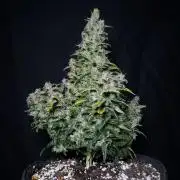 Strawberry Gorilla Auto - 3 Gallon Soil