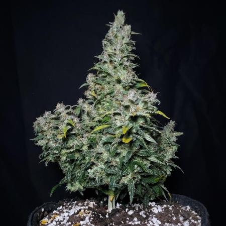 Strawberry Gorilla Auto - 3 Gallon Soil