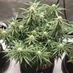Northern Lights Auto - First Autopot Try