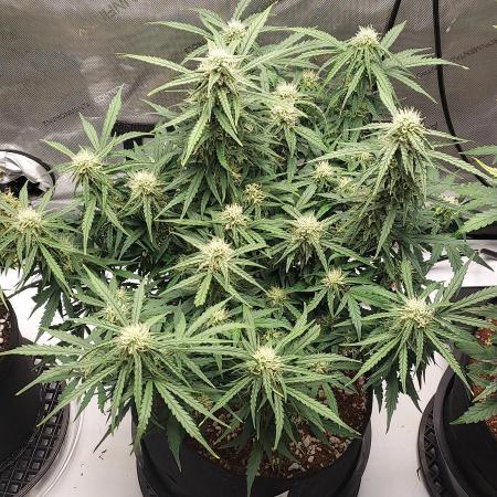 Northern Lights Auto - First Autopot Try