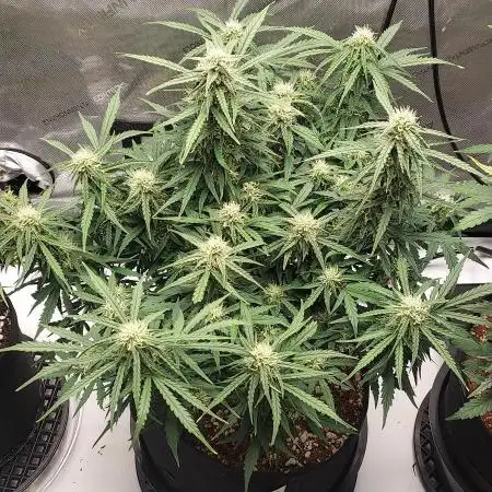 Northern Lights Auto - First Autopot Try