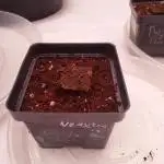 Wedding Gelato - The Bride