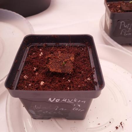 Wedding Gelato - The Bride