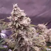 Zkittlez (#1) Auto - Taste the Rainbow
