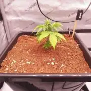 Critical Mass CBD Auto