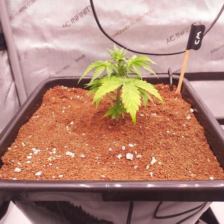 Critical Mass CBD Auto