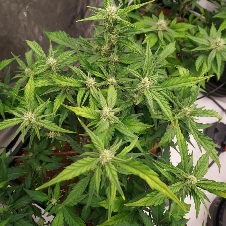 Strawberry Banana Auto