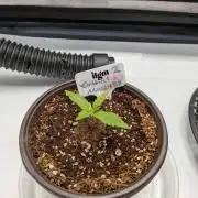 Critical Mass CBD Auto #2