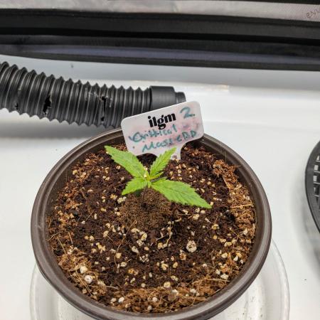 Critical Mass CBD Auto #2