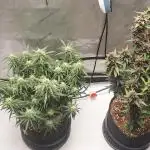 Northern Lights Auto - First Autopot Try