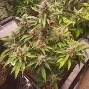 Lemon Cherry Cookies Auto