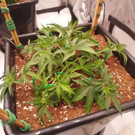Gelato 41 BX Auto