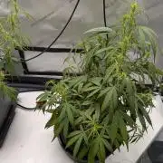 Critical Mass CBD Auto #1