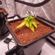 Strawberry Banana Auto