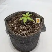 Clementine Slush #2
