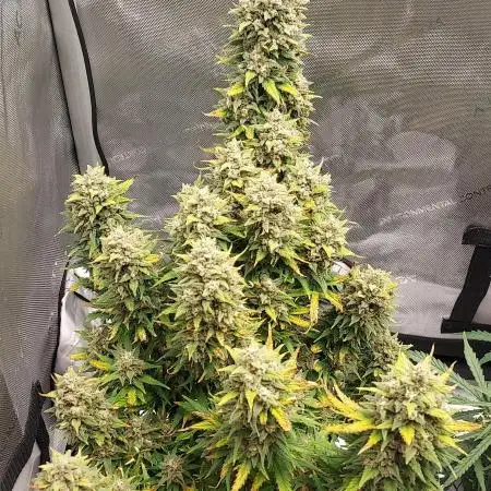 Z-Up Auto