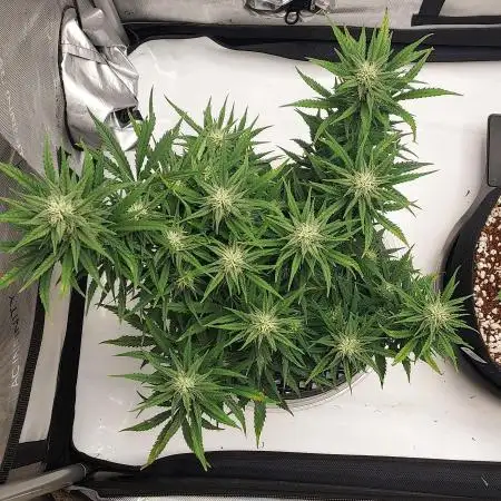 Z-Up Auto