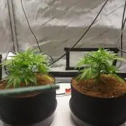 Punch Pie x 2 - Ready for a Knockout!