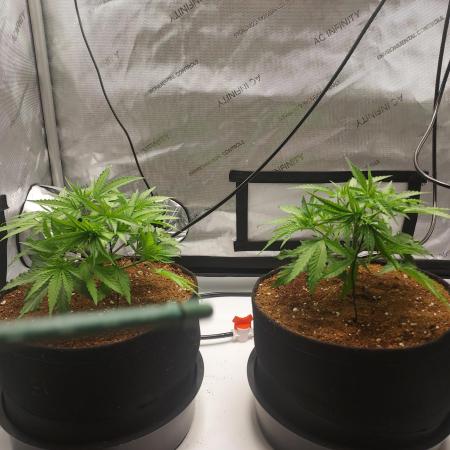 Punch Pie x 2 - Ready for a Knockout!