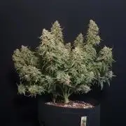 Northern Lights Auto - First Autopot Try