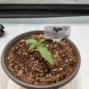 Critical Mass CBD Auto #1
