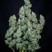 Zkittlez (#2) - Double the Rainbow